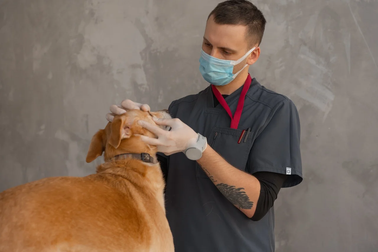 5 Benefits of Working as a Veterinary Assistant 